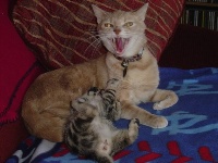 cats_pets_fight_100714_l Image Courtesy malingering on Flickr
