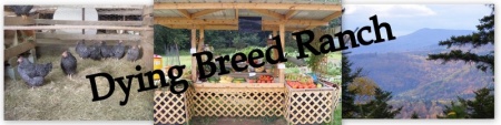 Dying Breed Ranch 1