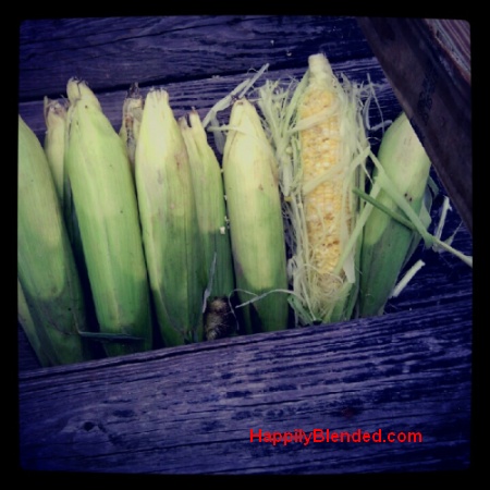 Red Squirrel at my corn on cob Red Squirrel at my corn on cob I Will Get you, Bad Red Squirrel