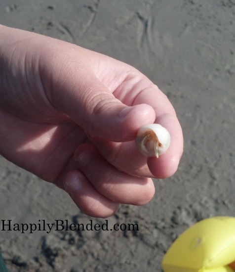 Wallis Sands Beach NH State Parks Hermit Crabs