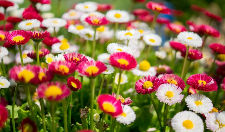 10 top tips for planting spring bulbs