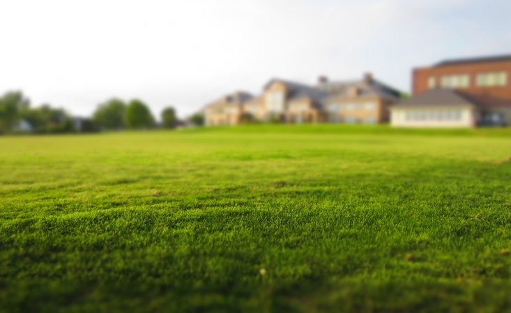 Common Lawn Problems and What You Can Do About Them
