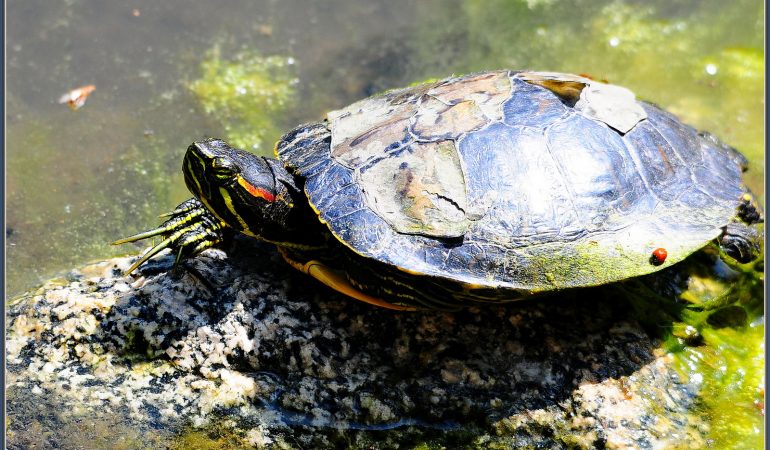 Coming Out of my Shell