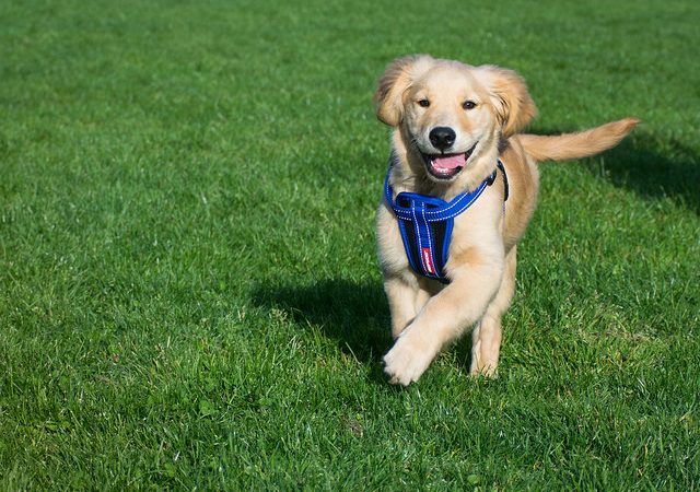 5 Ways a Dog Can Make Your Life Happier