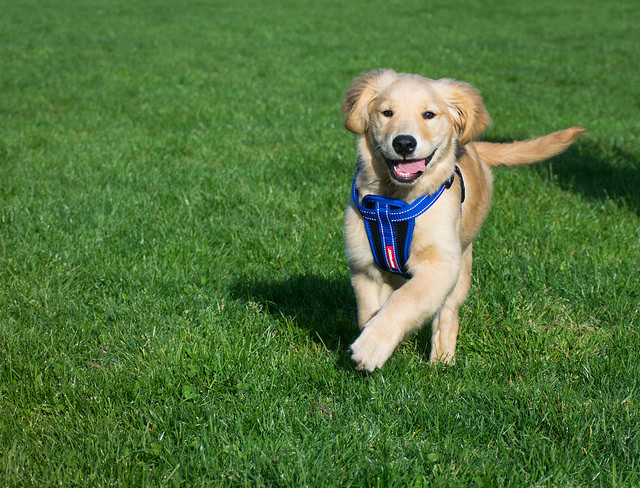 5 Ways a Dog Can Make Your Life Happier