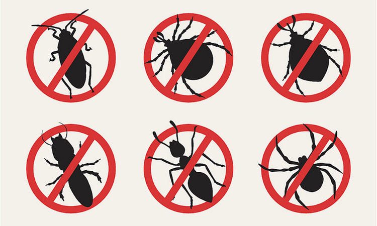 4 Essentials for Controlling Pests Inside and Outside of Your Home