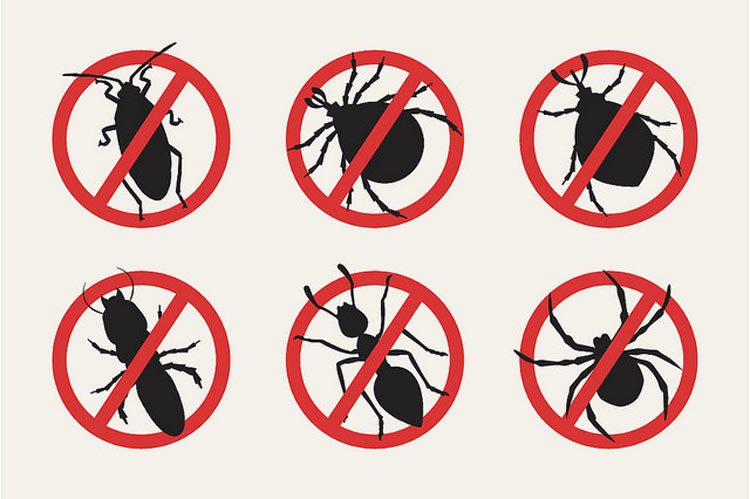 4 Essentials for Controlling Pests Inside and Outside of Your Home