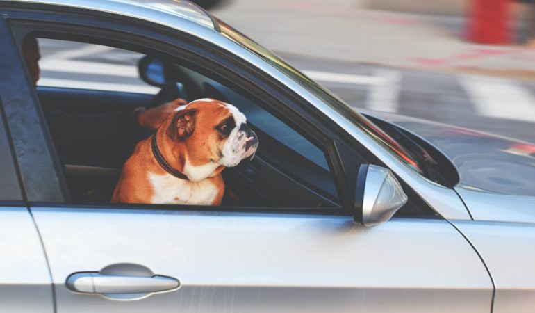 How to Traveling Safely With Large Dogs