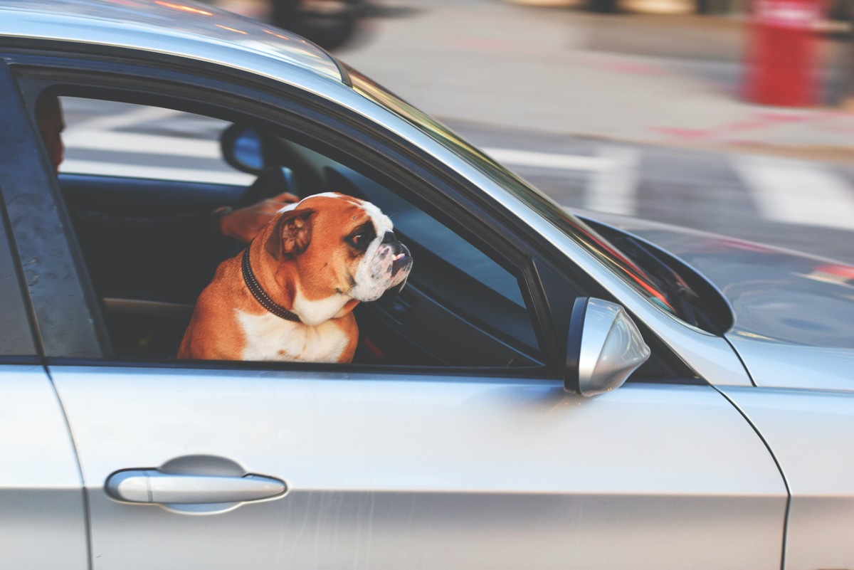 How to Traveling Safely With Large Dogs