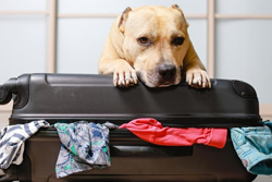 Packing List For Dog