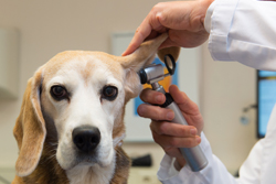 Take your Dog on Vet while traveling with a large dogs