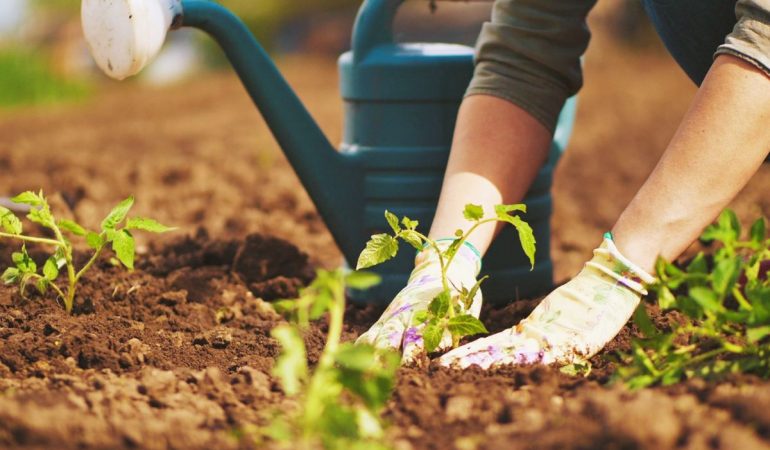 Growing an Organic Garden – What You Need to Know?