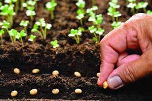Start With Seeding