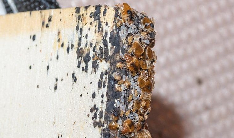 Worried You Might Have a Bed Bug Infestation? Here are 3 Signs to Look For