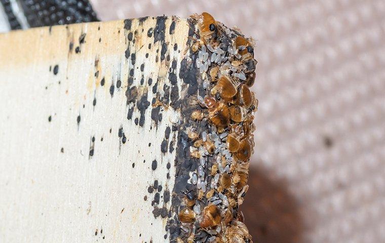 Worried You Might Have a Bed Bug Infestation? Here are 3 Signs to Look For